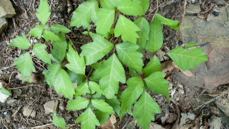 Poison Ivy Removal in Doylestown, PA