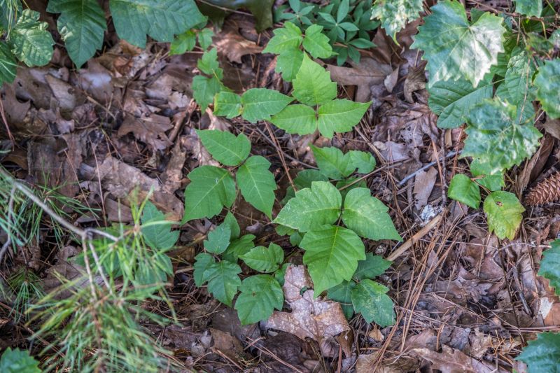 Poison Oak Removal in Bucks County, PA