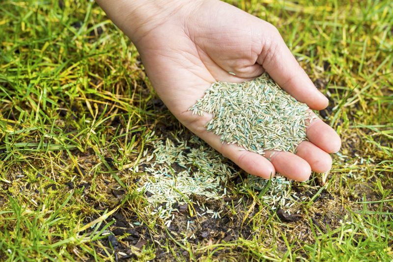 Commercial Grass Seeding in Ventura County, CA