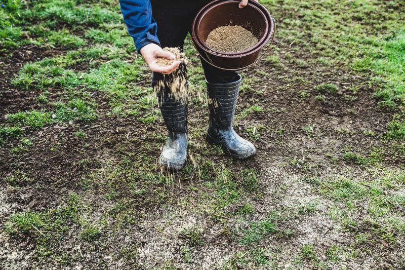 Fall Lawn Seeding in Ventura County, CA