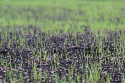 Grass Seed Installation in Ventura County, CA