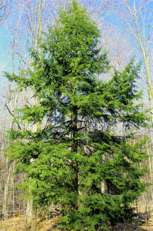 Hemlock Removal in Allentown, PA