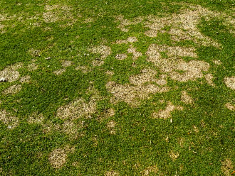 Lawn Disease Treatment in Honolulu, HI