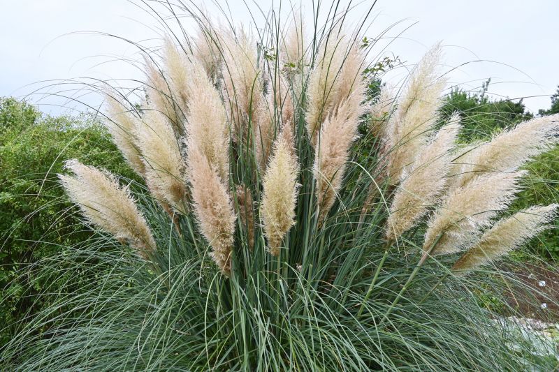 Pampas Grass Control in Honolulu, HI