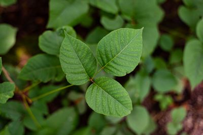 Poison Ivy Removal in Pottstown, PA