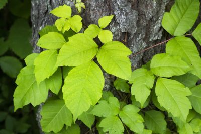 Poison Ivy Removal in Bel Air, MD
