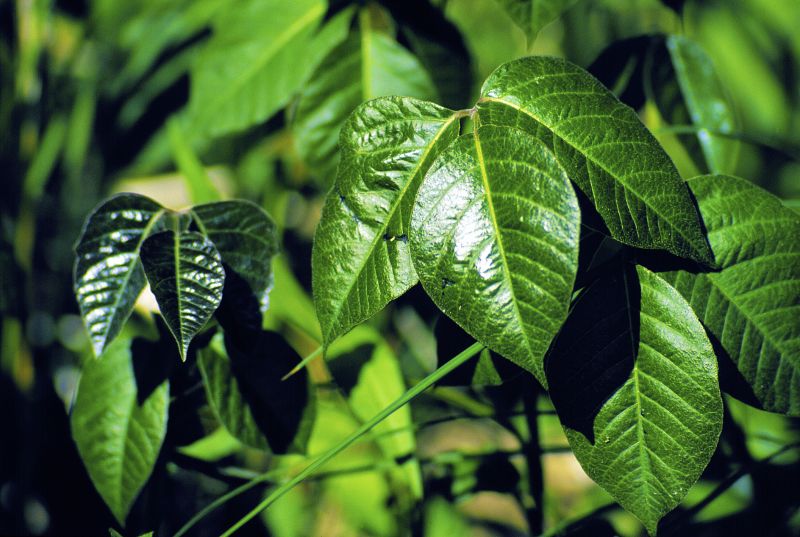 Poison Ivy Removal in Honolulu, HI