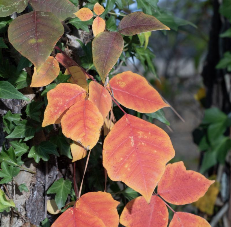 Poison Ivy Removal in Ventura County, CA