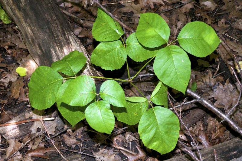 Poison Ivy Removal in Delaware County, PA