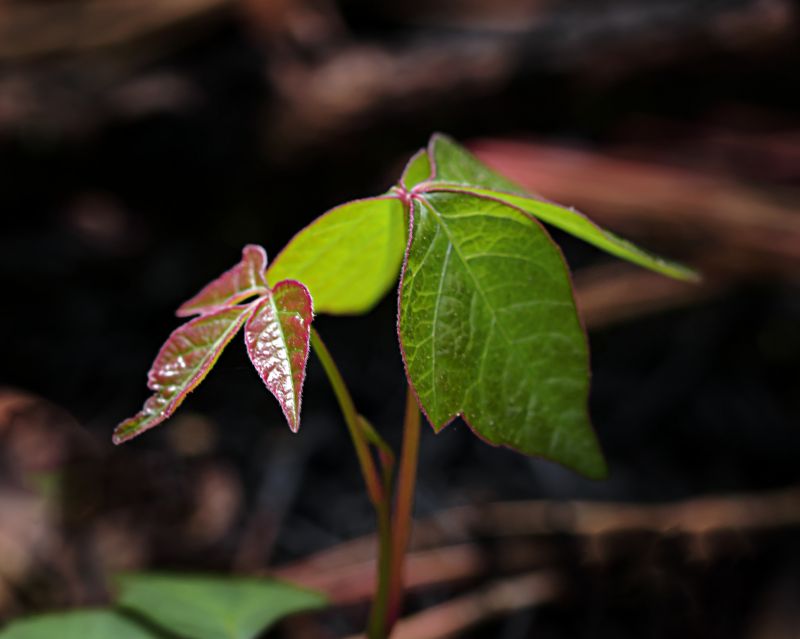Poison Oak Removal in Doylestown, PA
