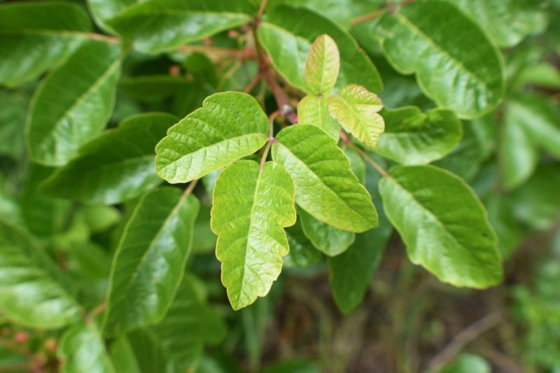 Poison Oak Removal in Doylestown, PA