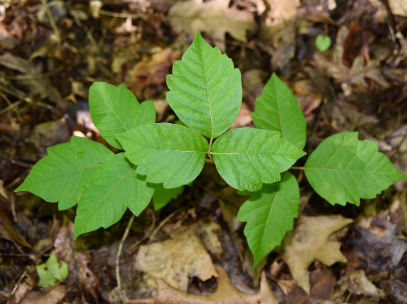 Poison Oak Removal in Bel Air, MD