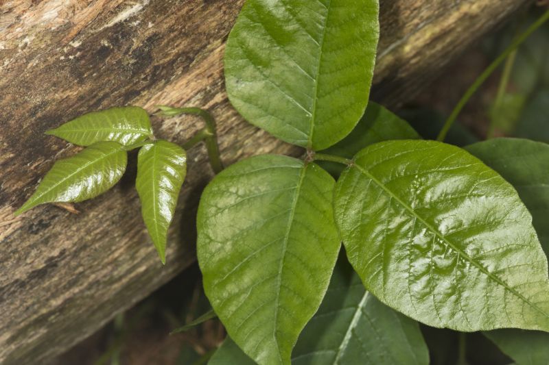 Poison Oak Removal in Bel Air, MD