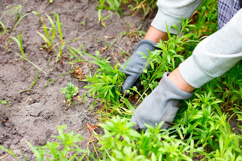 Poison Oak Removal in Ventura County, CA