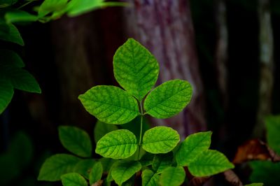 Poison Oak Removal in Lancaster, PA